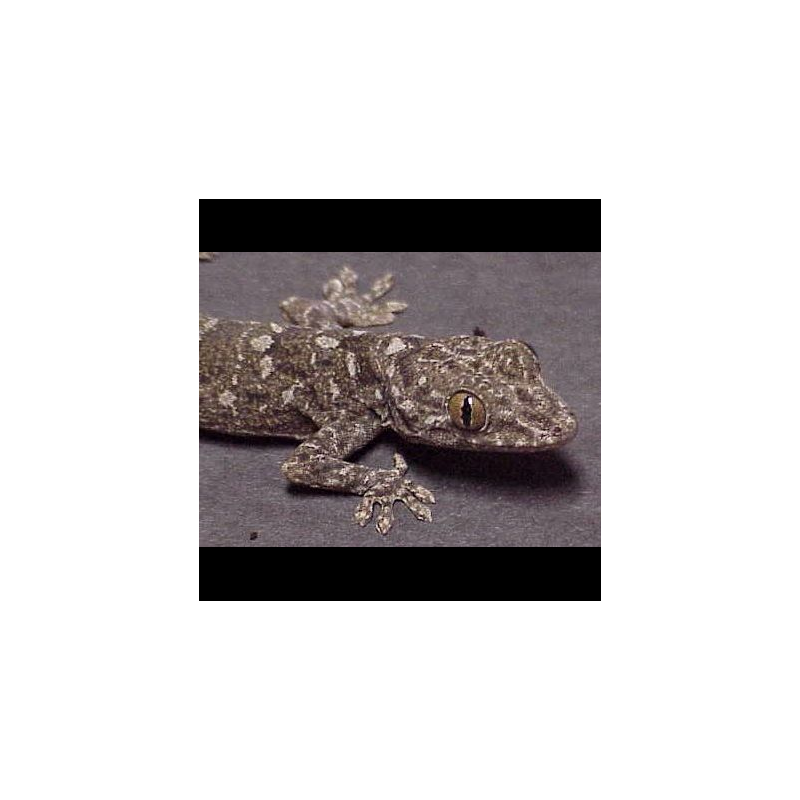 Prochainement dispo - Gecko marbré 