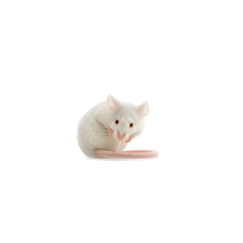 Retrouver Souris blanche albinos 16-22g à 0,90 € sur Barf-Food-France Sexe  Non sexé