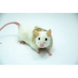 Mastomys natalensis...