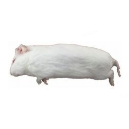 Cochon d'inde congelés 400...