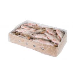 Gardon - Poisson d'eau...