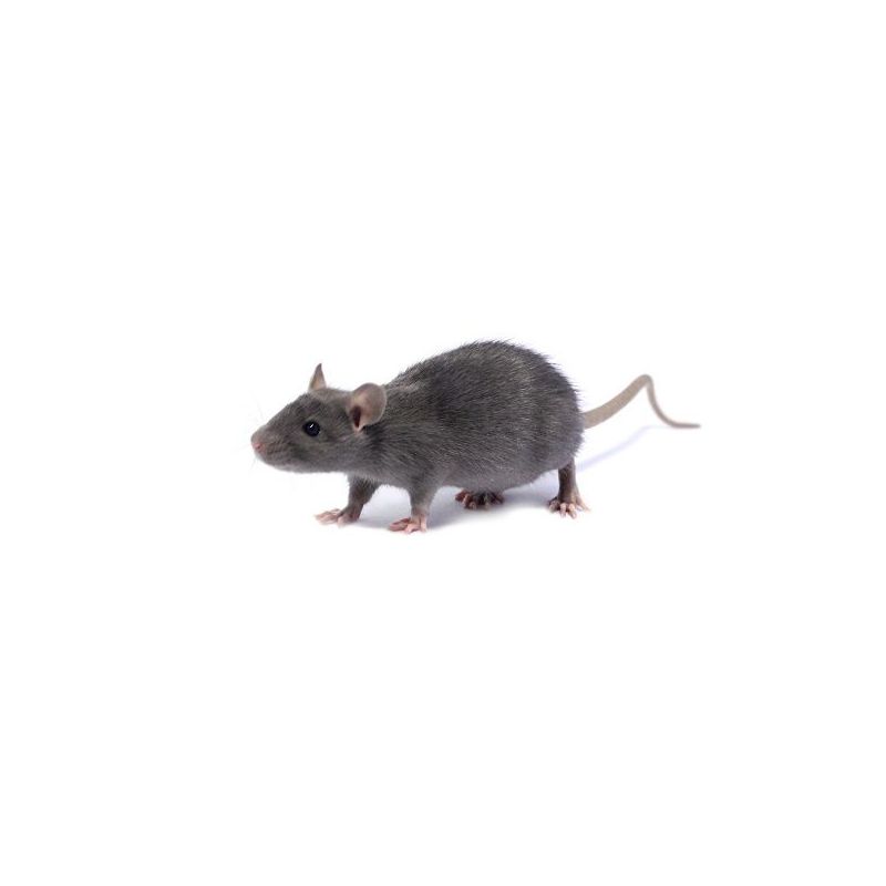 Rat bleu Mâle