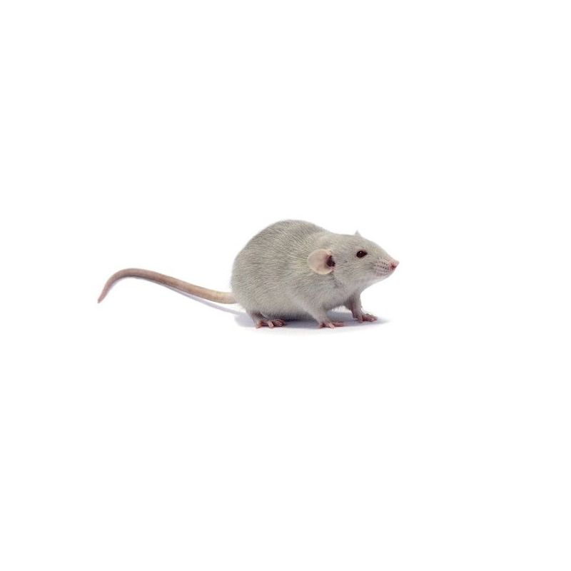 Rat dumbo Mâle