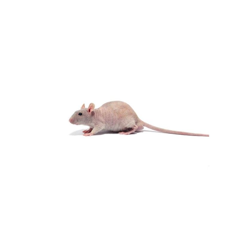 Rat nu Femelle