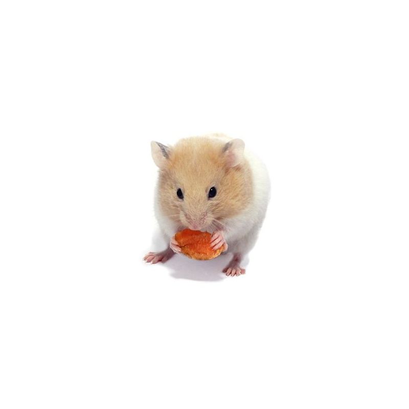 Hamster Doré vivant