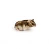 Hamster russe gris vivant
