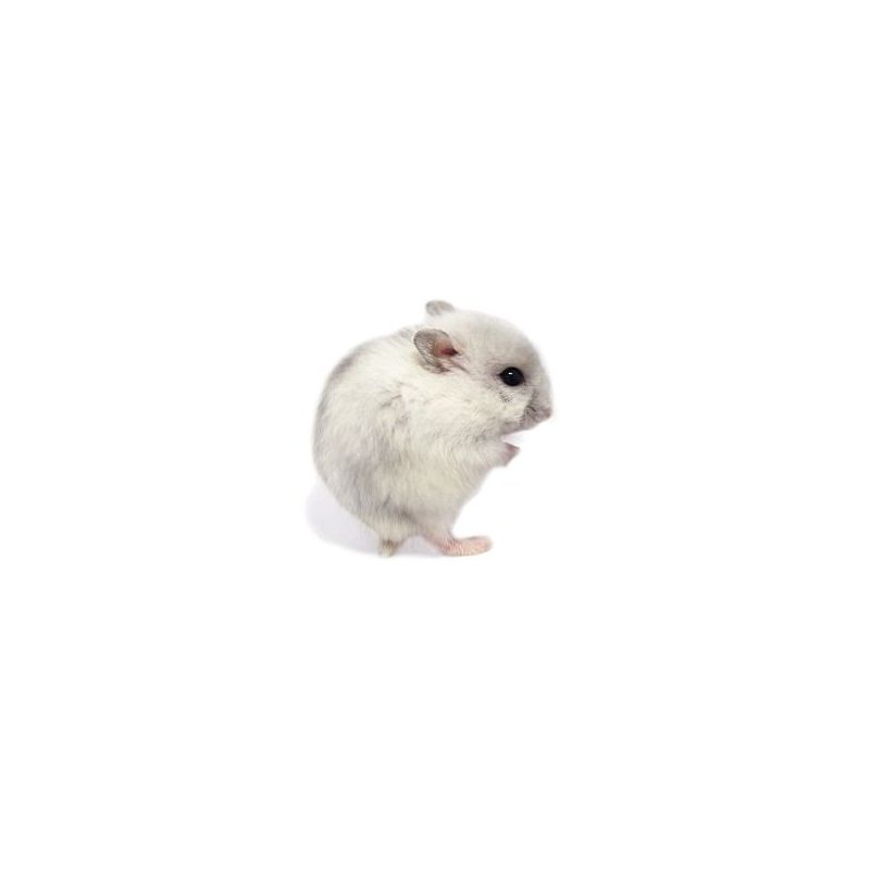 Hamster russe blanc "perle" vivant