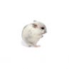 Hamster russe blanc "perle" vivant