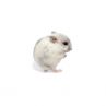 Hamster russe blanc "perle" vivant