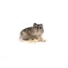 Hamster russe bleu " saphir" vivant