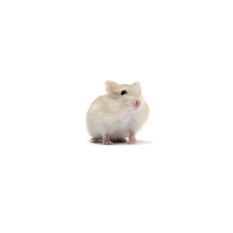 Hamster russe beige vivant