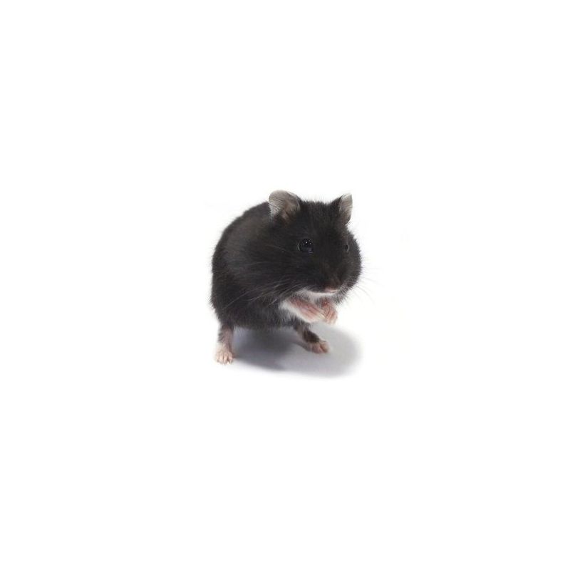Hamster russe noir vivant