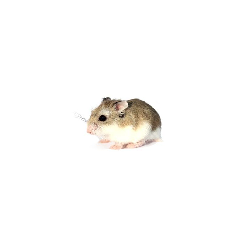 Hamster roborowski vivant