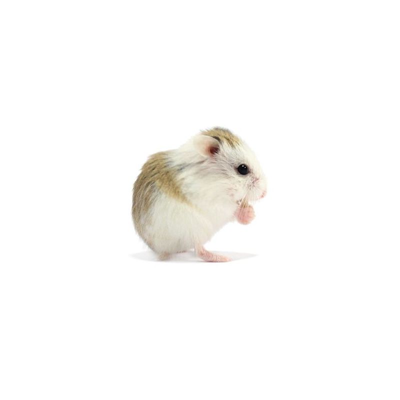 Hamster roborowski pied vivant