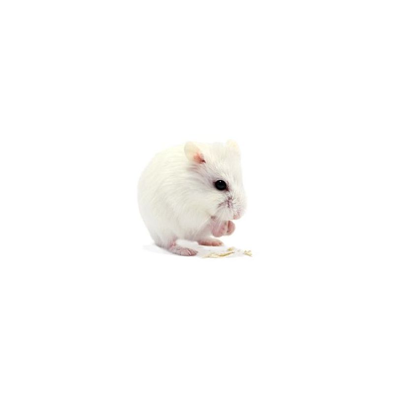 Hamster roborowski blanc vivant