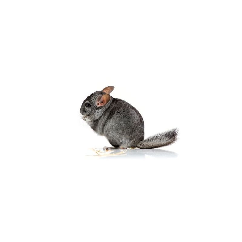 Chinchilla femelle standard  vivant