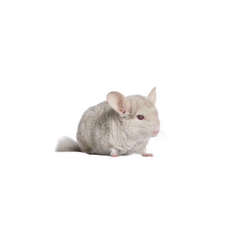 Chinchilla Mâle beige  vivant