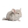 Chinchilla Femelle beige  vivant