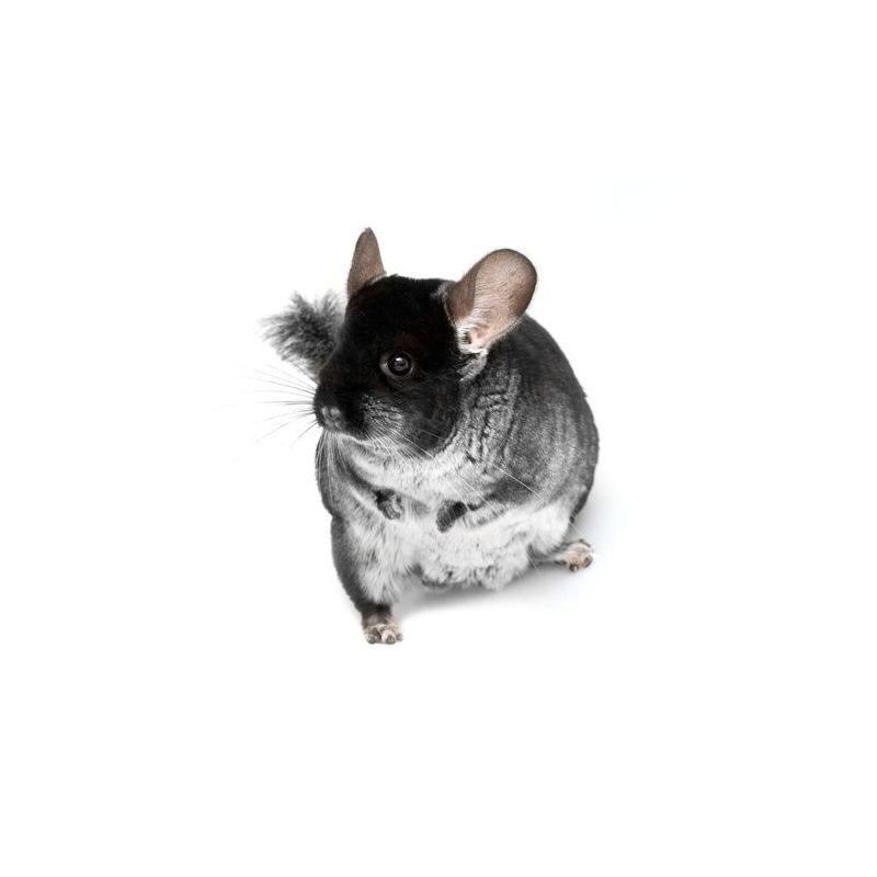 Chinchilla femelle noir  vivant