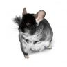 Chinchilla femelle noir  vivant