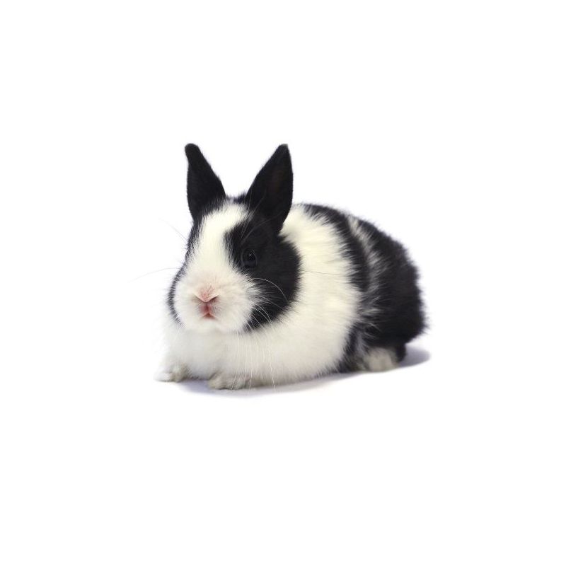 Lapin nain Femelle  vivant