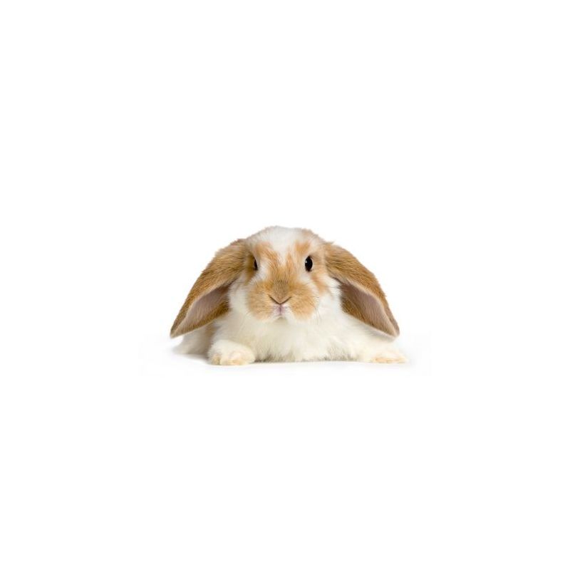 Lapin bélier Femelle  vivant