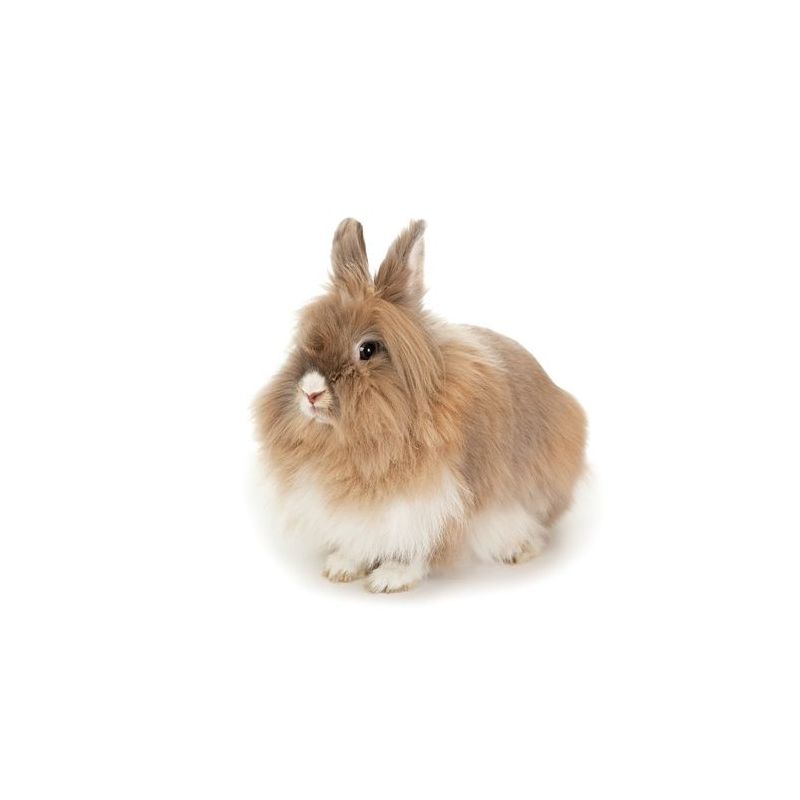 Lapin tête de lion Femelle  vivant