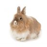 Lapin tête de lion Femelle  vivant