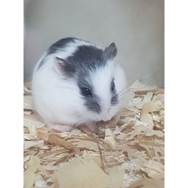 Hamster roborowski vivant black and white