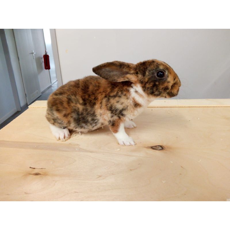 Lapin Rex vivant Femelle