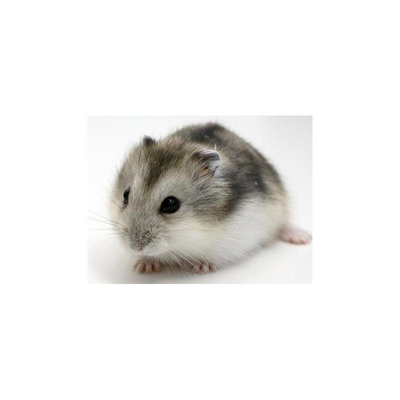 Hamster russe congelé