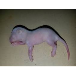 Carton de +/- 1 Kg Rosés de...