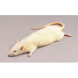 Rat congelé 91-150g à...