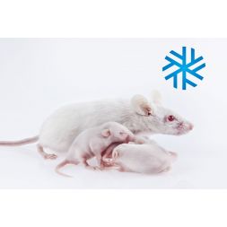 25 Rosés de souris 2 - 4 g...