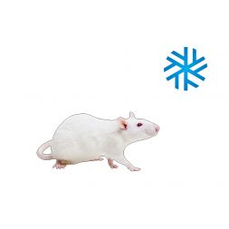5 Rats Medium 90 - 150 g...