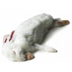 Lapin congelé de 3.083KG